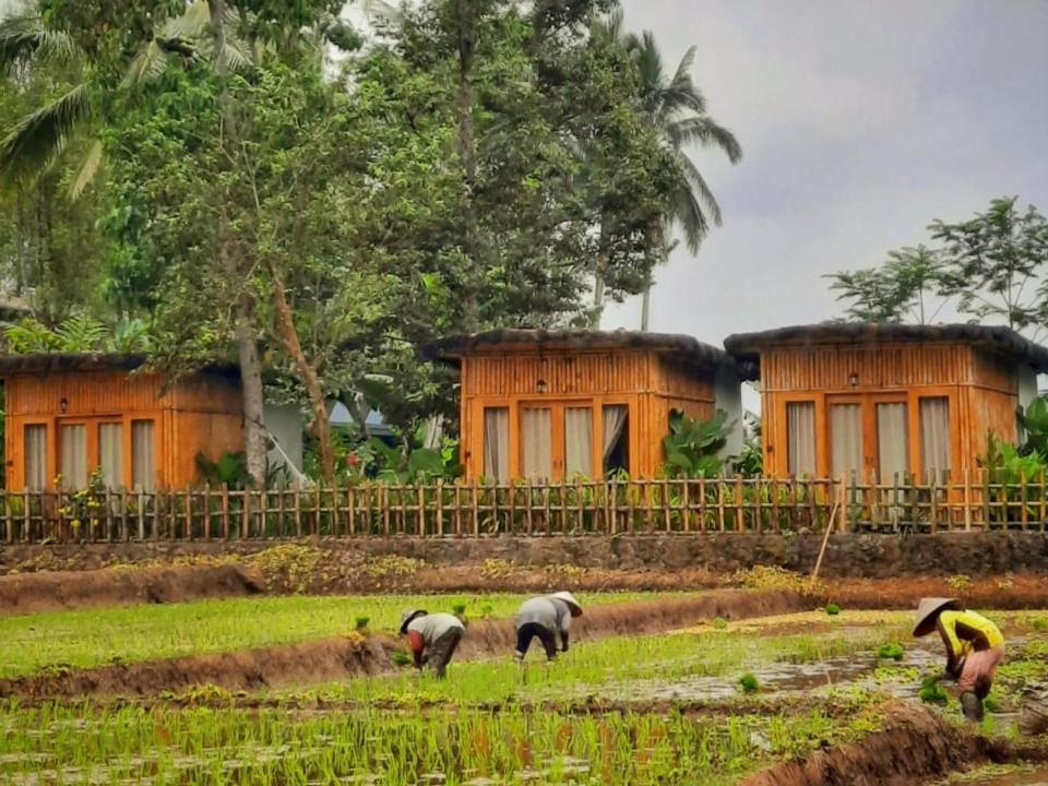 Sawah Ijen Hotel Licin Bagian luar foto