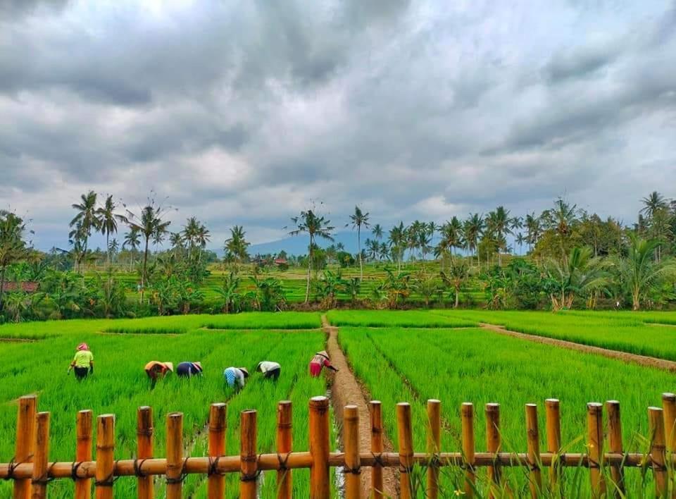 Sawah Ijen Hotel Licin Bagian luar foto